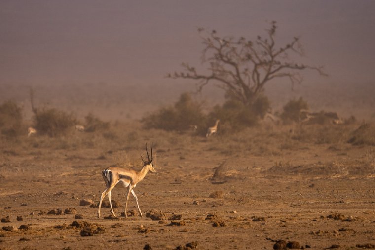 082 Amboseli Nationaal Park.jpg